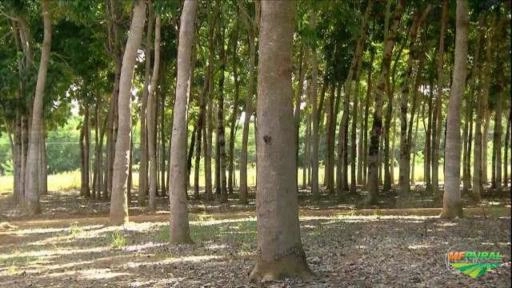 Oferta de Venda de 25.000 pés de Mogno Africano. Imagem Oferta de Venda de 25.000 pés de Mogno Africano.