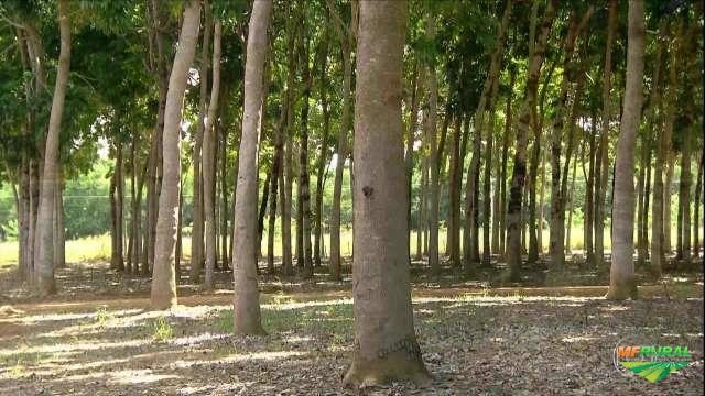 Oferta de Venda de 25.000 pés de Mogno Africano. Imagem Oferta de Venda de 25.000 pés de Mogno Africano.