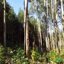 Reflorestamento de eucalipto