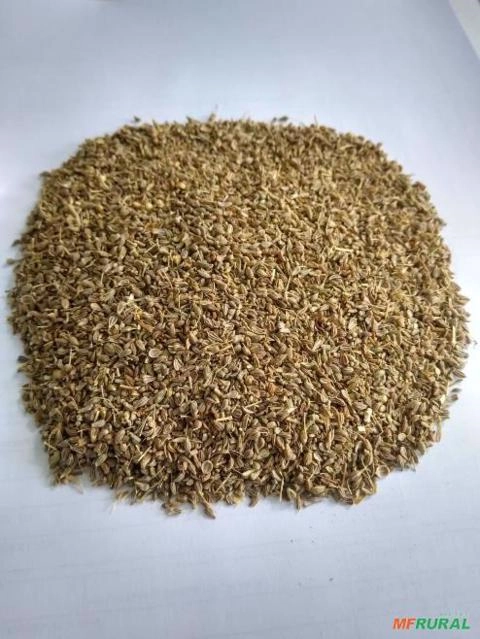 ERVA DOCE Imagem ERVA DOCE