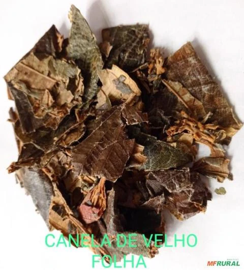 CANELA DE VELHO