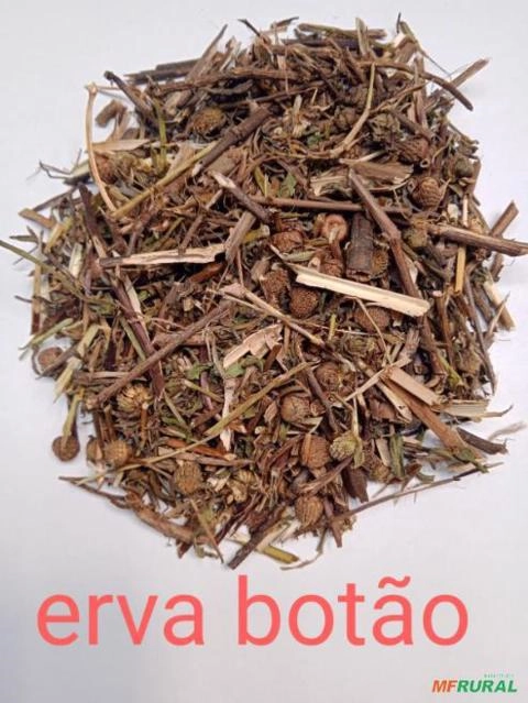 ERVA BOTÃO Imagem ERVA BOTÃO