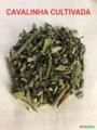CAVALINHA CULTIVADA Imagem CAVALINHA CULTIVADA