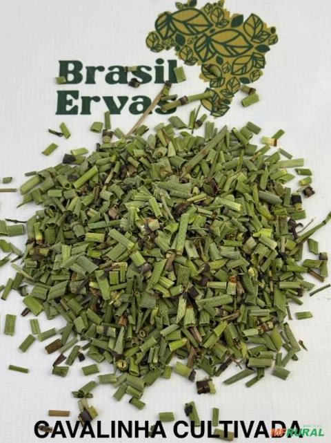 CAVALINHA CULTIVADA Imagem CAVALINHA CULTIVADA
