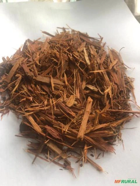 UXI AMARELO Imagem UXI AMARELO