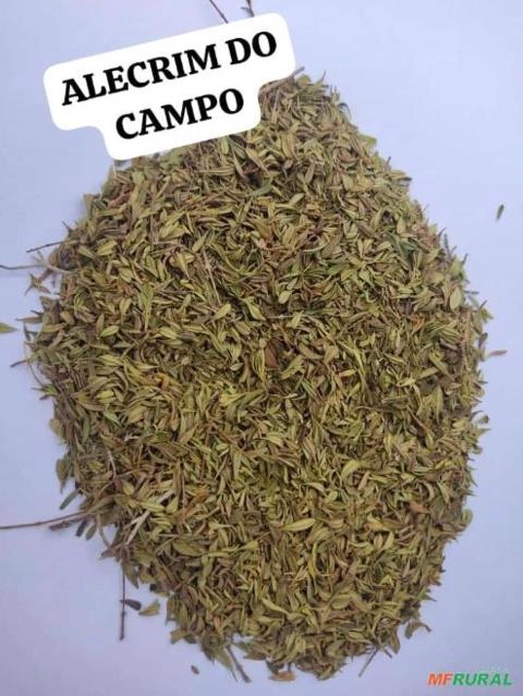 ALECRIM DO CAMPO Imagem ALECRIM DO CAMPO