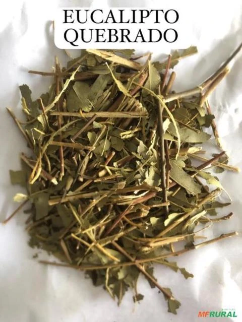 EUCALIPTO QUEBRADO Imagem EUCALIPTO QUEBRADO