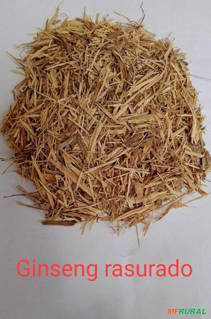 GINSENG RASURADO