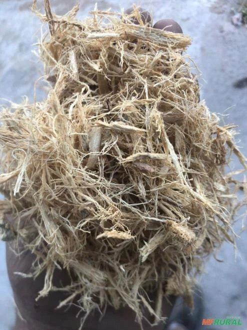 MULUNGU Imagem MULUNGU