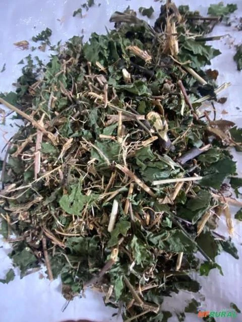 PASSIFLORA FOLHA Imagem PASSIFLORA FOLHA