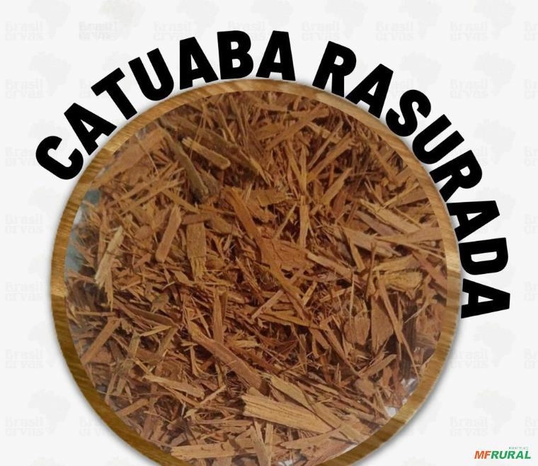 CATUABA RASURADA Imagem CATUABA RASURADA