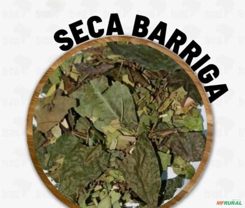 CHÁ SECA BARRIGA FOLHAS Imagem CHÁ SECA BARRIGA FOLHAS