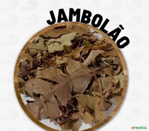 JAMBOLÃO Imagem JAMBOLÃO
