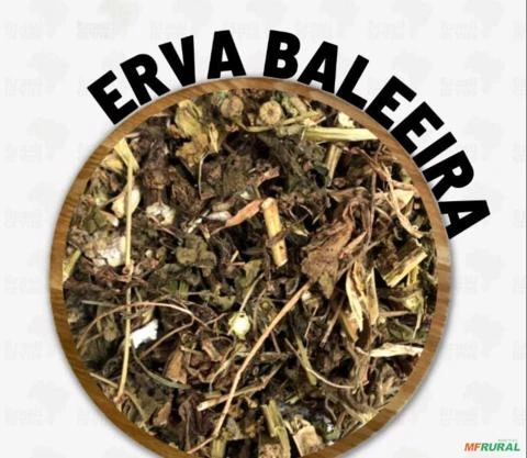 ERVA BALEEIRA