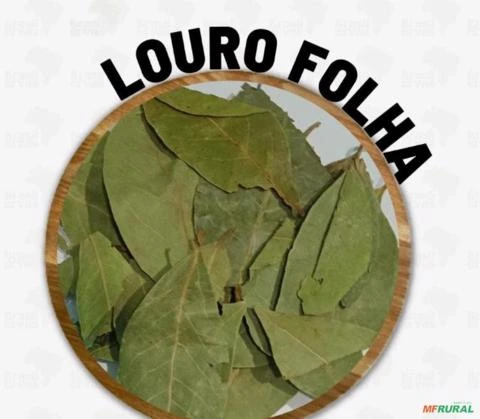 LOURO FOLHA Imagem LOURO FOLHA