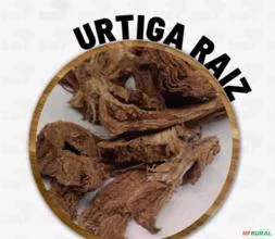 URTIGA RAIZ