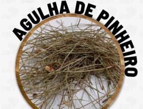 AGULHA DE PINHEIRO