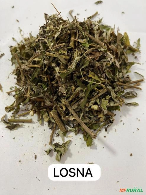 LOSNA FOLHA Imagem LOSNA FOLHA
