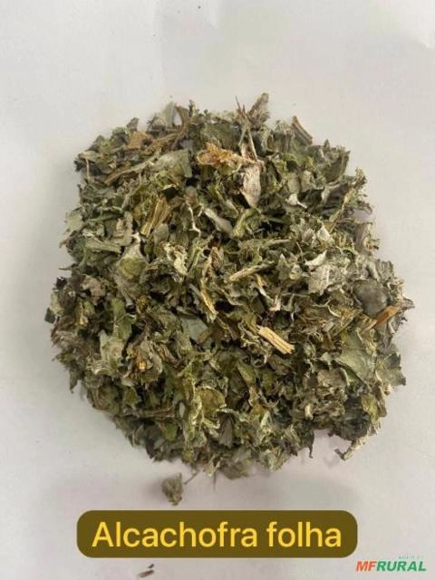 ALCACHOFRA FOLHA Imagem ALCACHOFRA FOLHA
