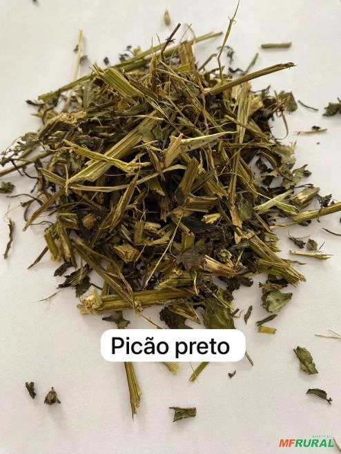 PICÃO PRETO Imagem PICÃO PRETO