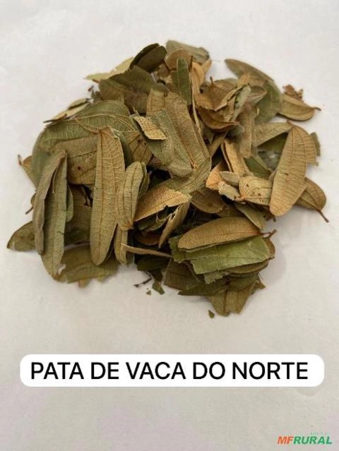 PATA DE VACA Imagem PATA DE VACA