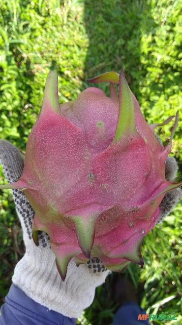 PITAYA VERMELHA Imagem PITAYA VERMELHA