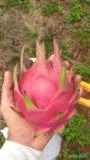 PITAYA VERMELHA Imagem PITAYA VERMELHA