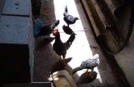 Vendo galinha, galo caipira e filhotes adultos