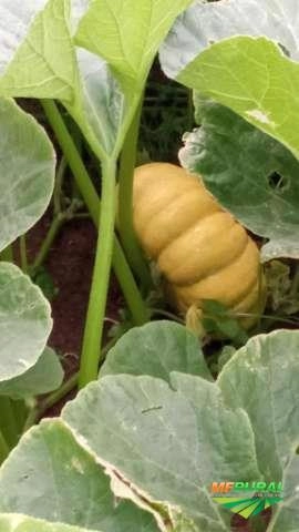 Abóbora moranga Imagem Abóbora moranga