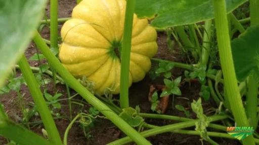 Imagem Abóbora moranga Imagem Abóbora moranga