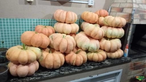 Imagem Abóbora moranga Imagem Abóbora moranga