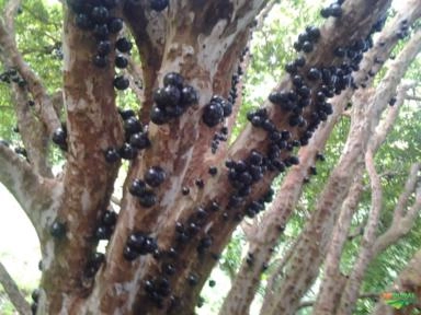 Jabuticaba Congelada Imagem Jabuticaba Congelada
