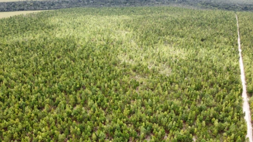 VENDO Fazenda de PINUS reflorestamento