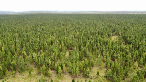 VENDO Fazenda de PINUS reflorestamento