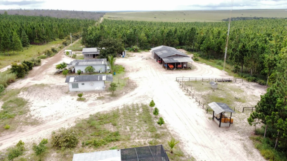 VENDO Fazenda de PINUS reflorestamento