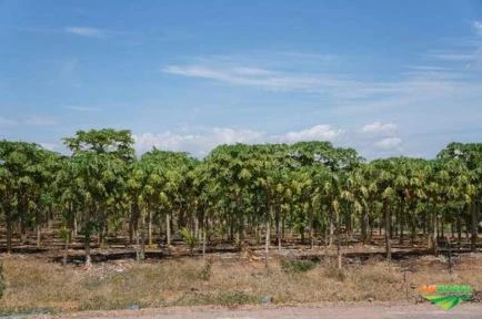 Fazenda com 14.550 Hectares no estado da Bahia.