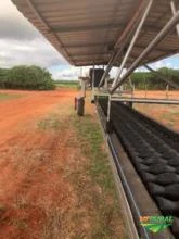 Máquina de colheita de todos os tipos de melão, melância dentre outros.