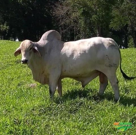 Imagem Touros Tabapuã Imagem Touros Tabapuã