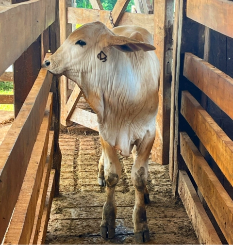 Imagem Touros Tabapuã Imagem Touros Tabapuã