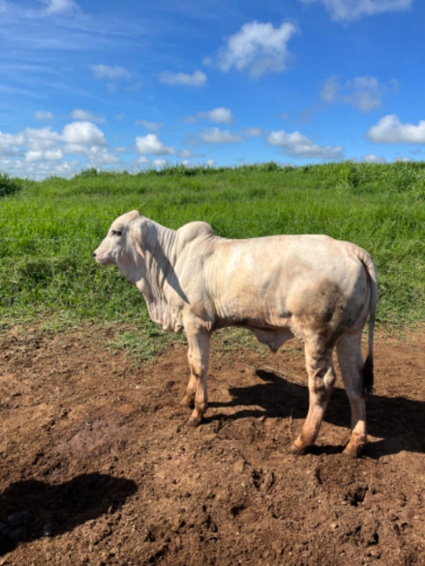 Imagem Touros Tabapuã Imagem Touros Tabapuã