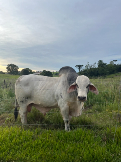 Imagem Touros Tabapuã Imagem Touros Tabapuã