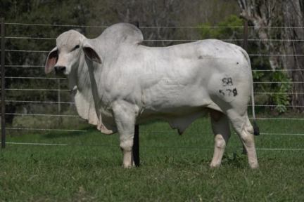 Imagem Touros Tabapuã Imagem Touros Tabapuã