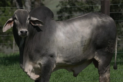 Imagem Touros Tabapuã Imagem Touros Tabapuã