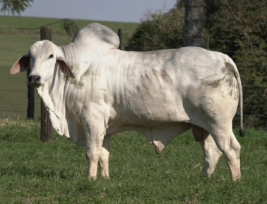 Imagem Touros Tabapuã Imagem Touros Tabapuã