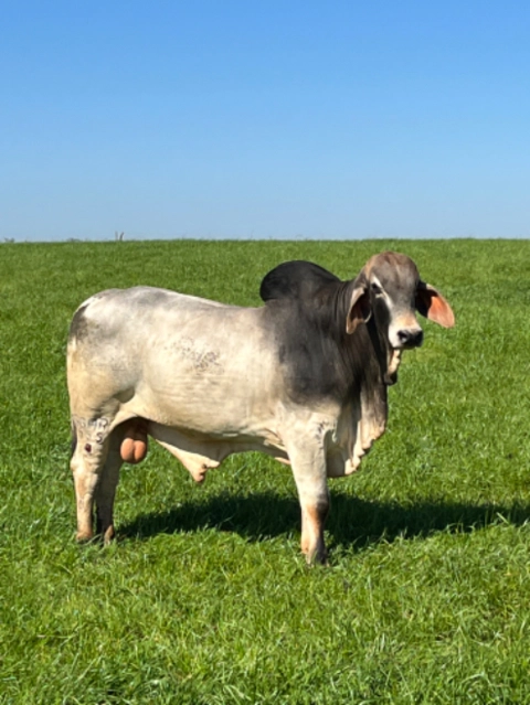 Imagem Touros Tabapuã Imagem Touros Tabapuã