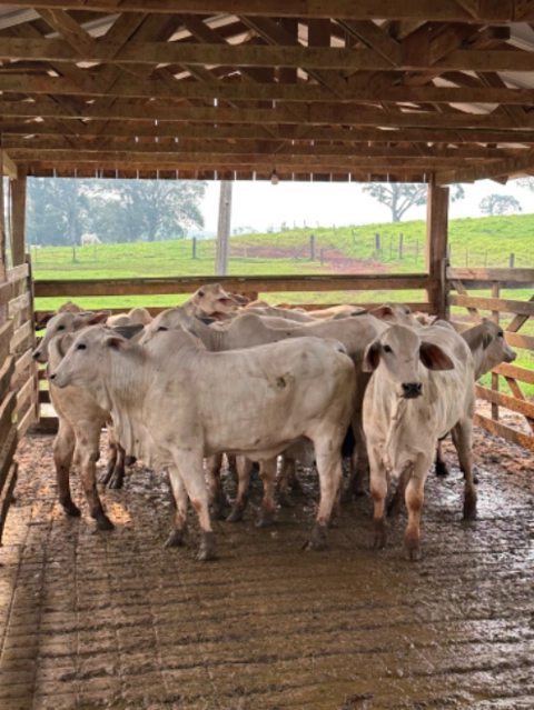 Imagem Touros Tabapuã Imagem Touros Tabapuã