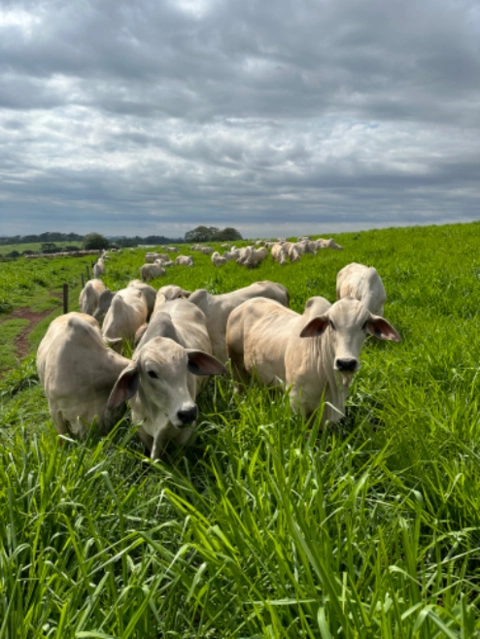 Imagem Touros Tabapuã Imagem Touros Tabapuã