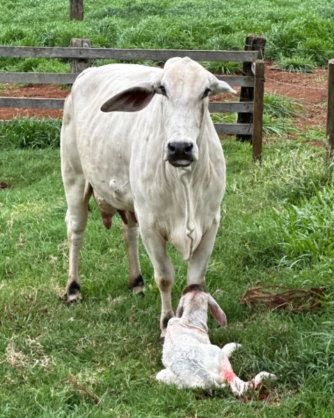 Imagem Touros Tabapuã Imagem Touros Tabapuã