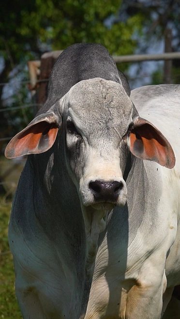 Touros Tabapuã Imagem Touros Tabapuã