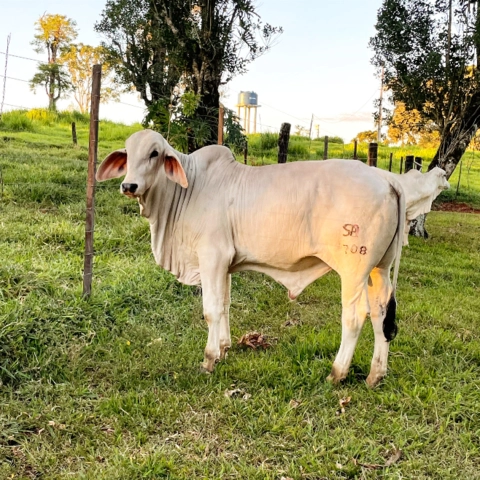 Imagem Touros Tabapuã Imagem Touros Tabapuã